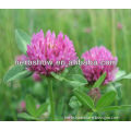 Red Clover Extract Benefits for Women